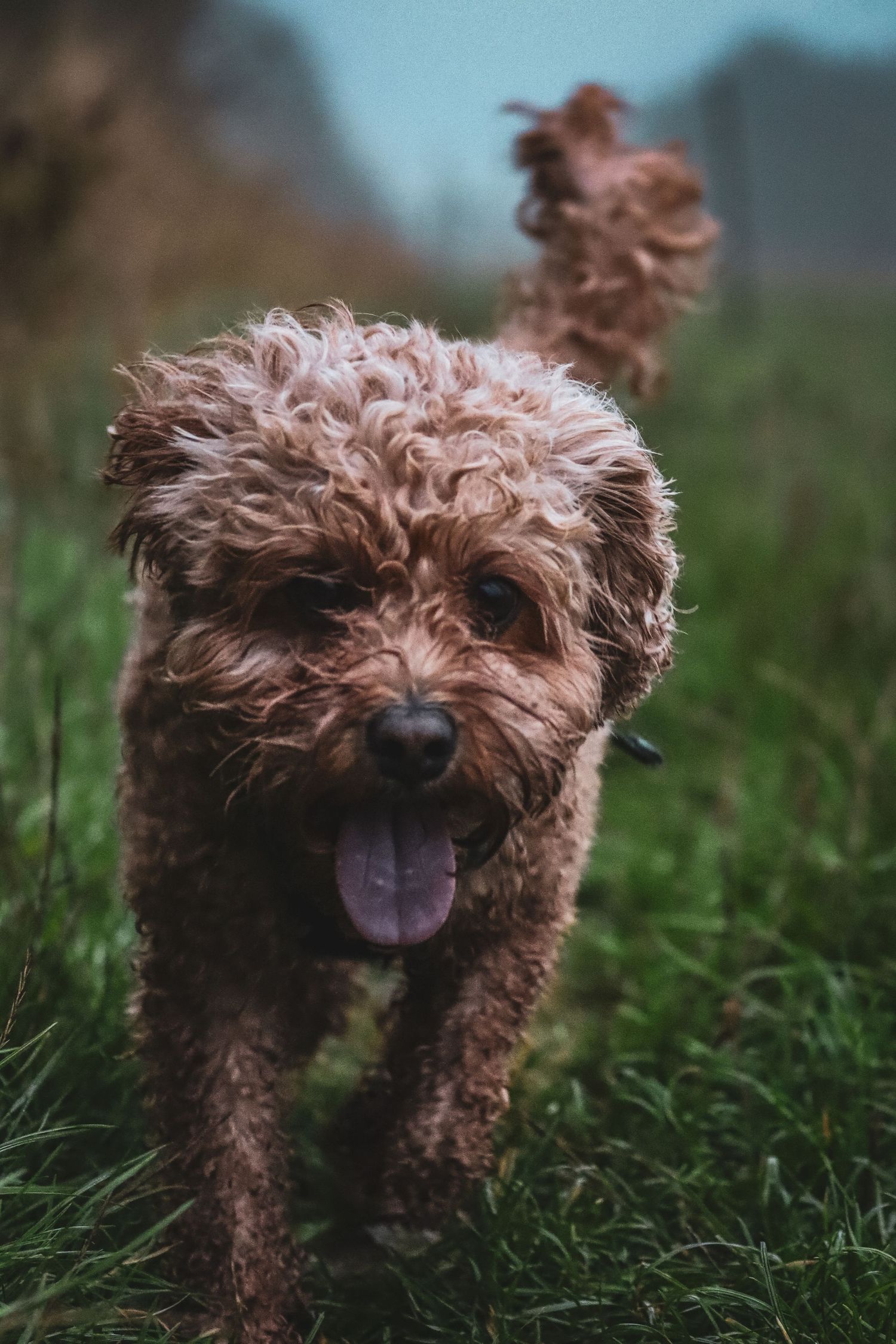 A curly-haired brown Cockapoo dog runs happily through green grass with tongue out on an overcast day.
