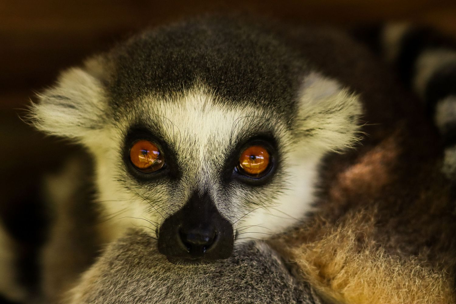 Close-up portrait of a ring-tailed lemur with striking orange eyes staring directly at camera.