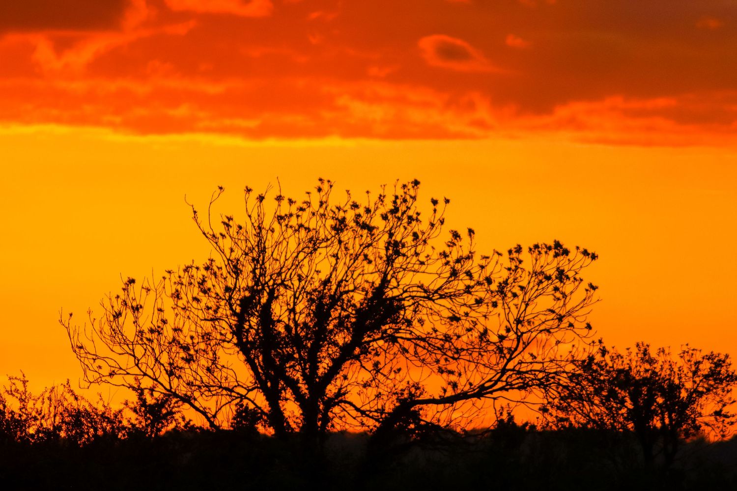 A bare tree silhouetted against a vivid orange and red sunset sky at dusk.