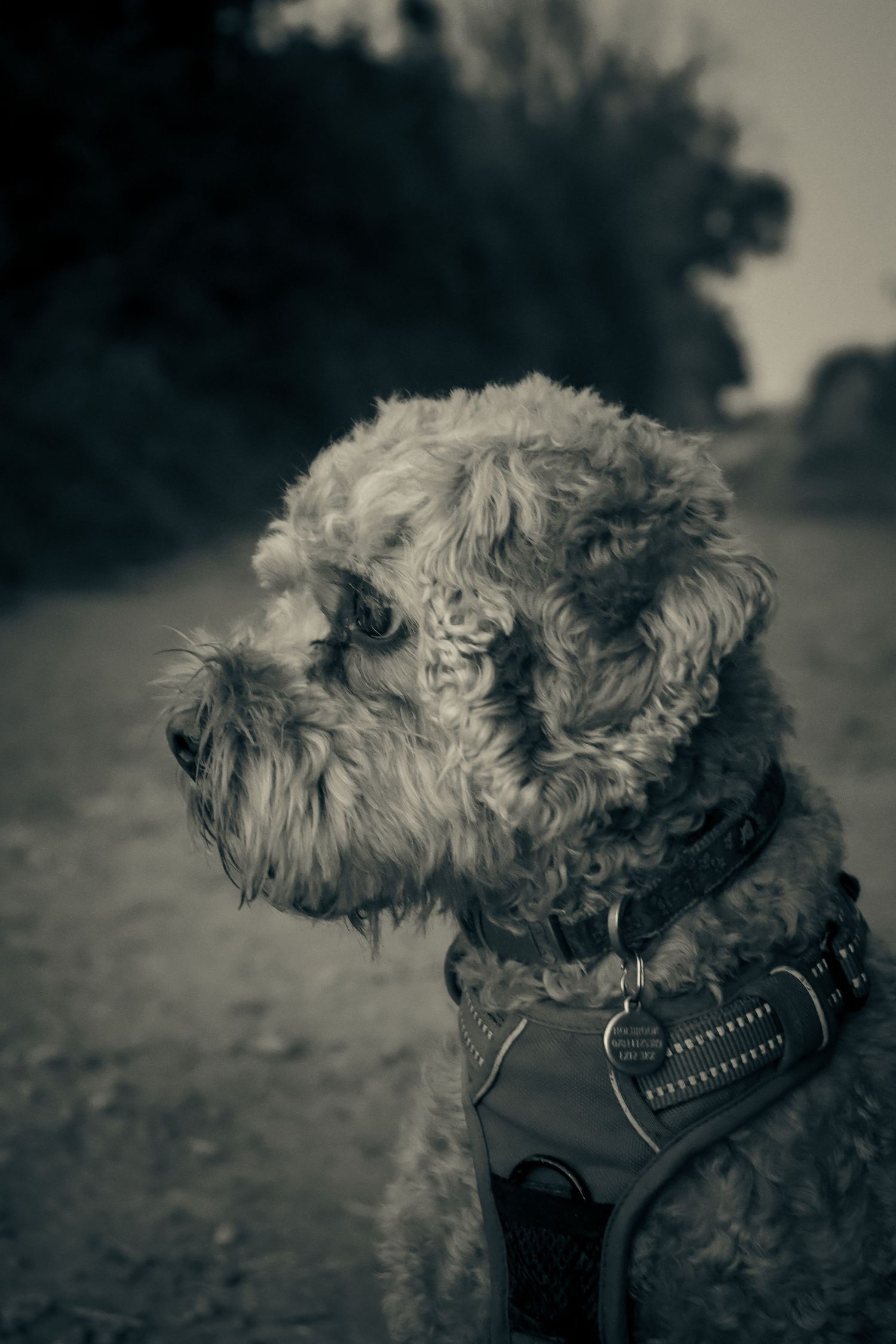 A curly-haired dog wearing a leather harness sits alert outdoors in a black and white portrait.