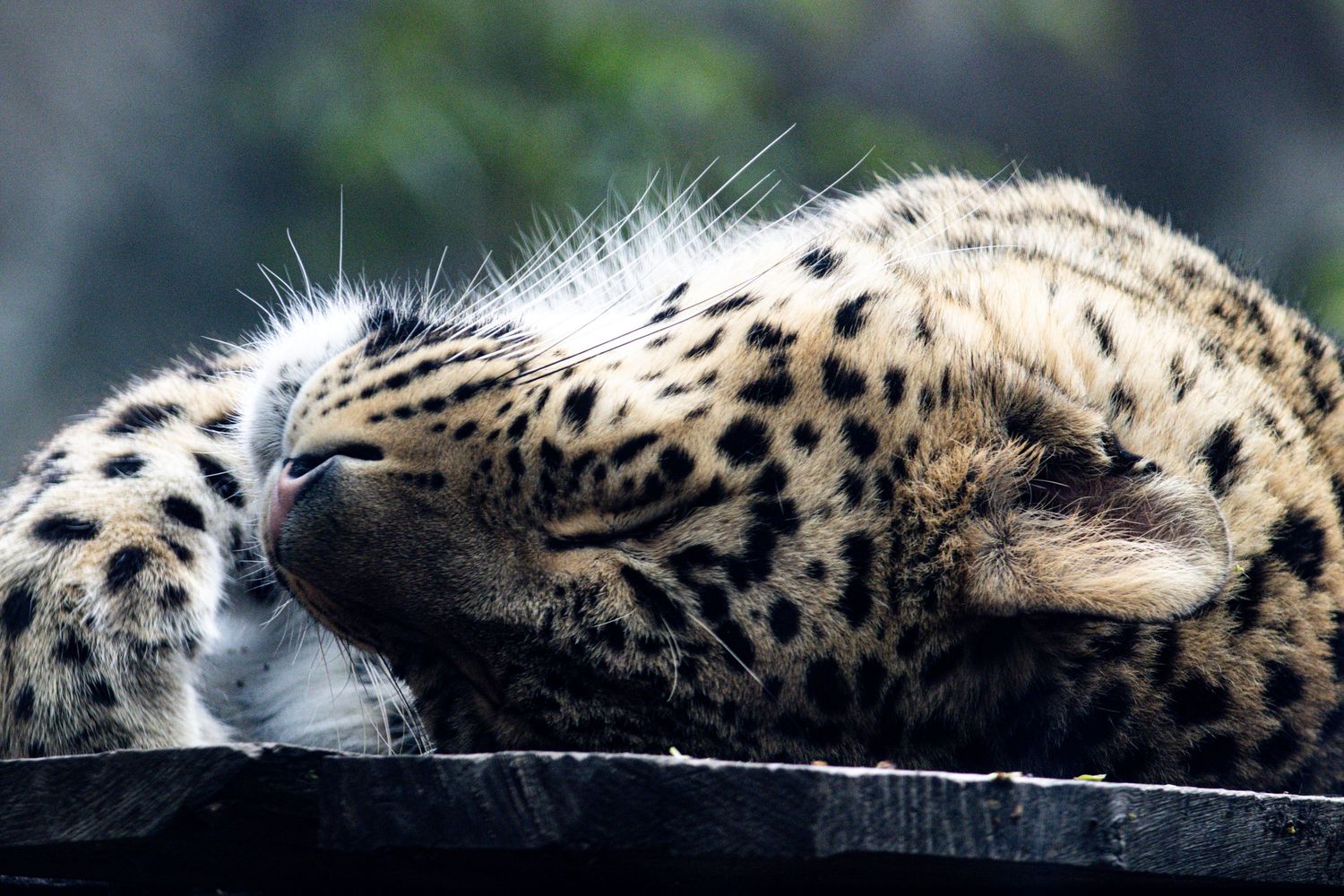 A sleeping leopard resting its spotted head on a wooden surface.