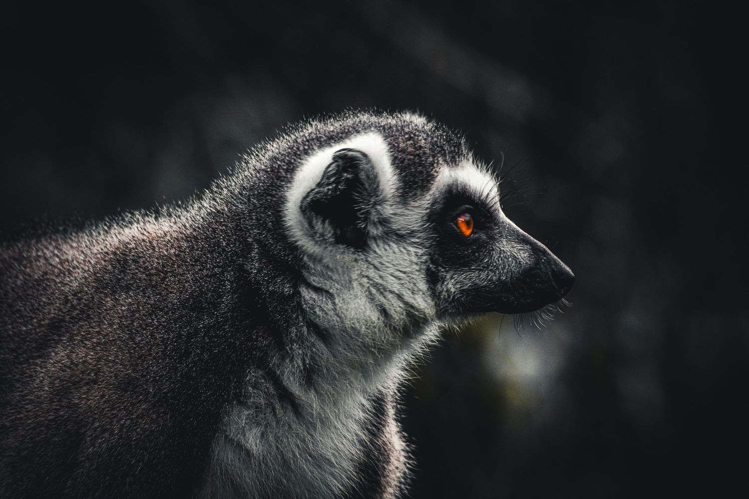A close-up side profile of a ring-tailed lemur with striking orange eyes against a dark background.