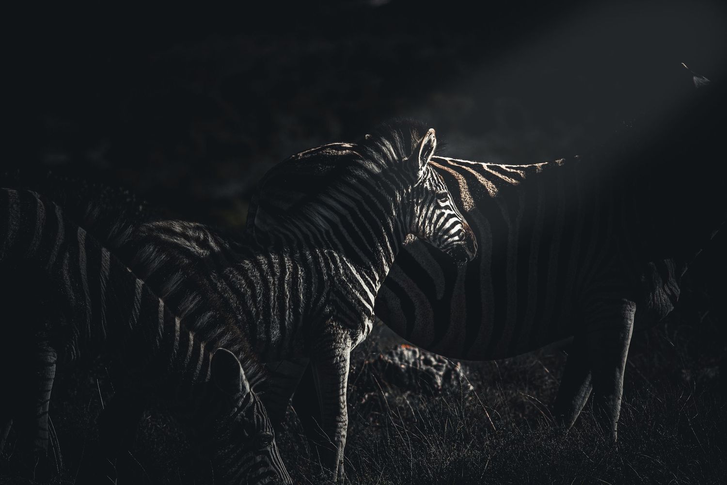 A zebra stands illuminated by a dramatic ray of light in a dark, moody African wilderness setting.