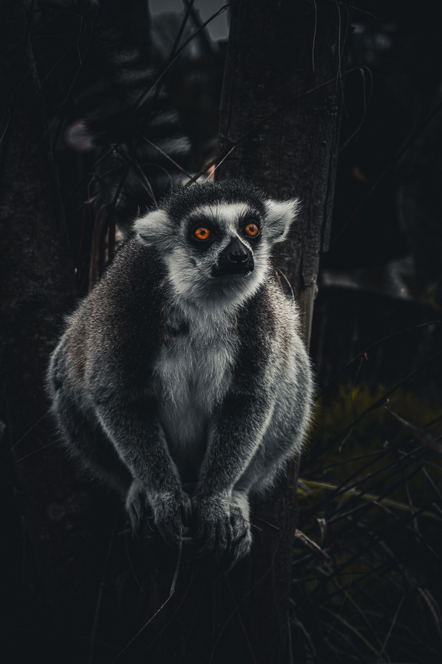 A ring-tailed lemur with striking orange eyes perched on a dark tree branch in its natural habitat.