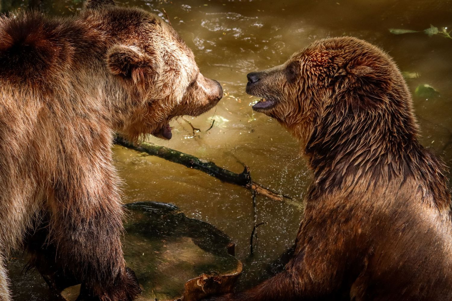 Two grizzly bears facing each other with open mouths in an aggressive confrontation near a rocky stream.