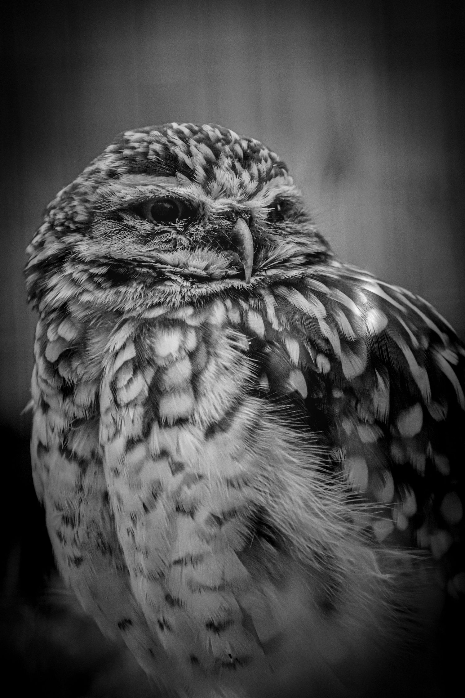 Close-up black and white portrait of a burrowing owl with spotted feathers and intense eyes.