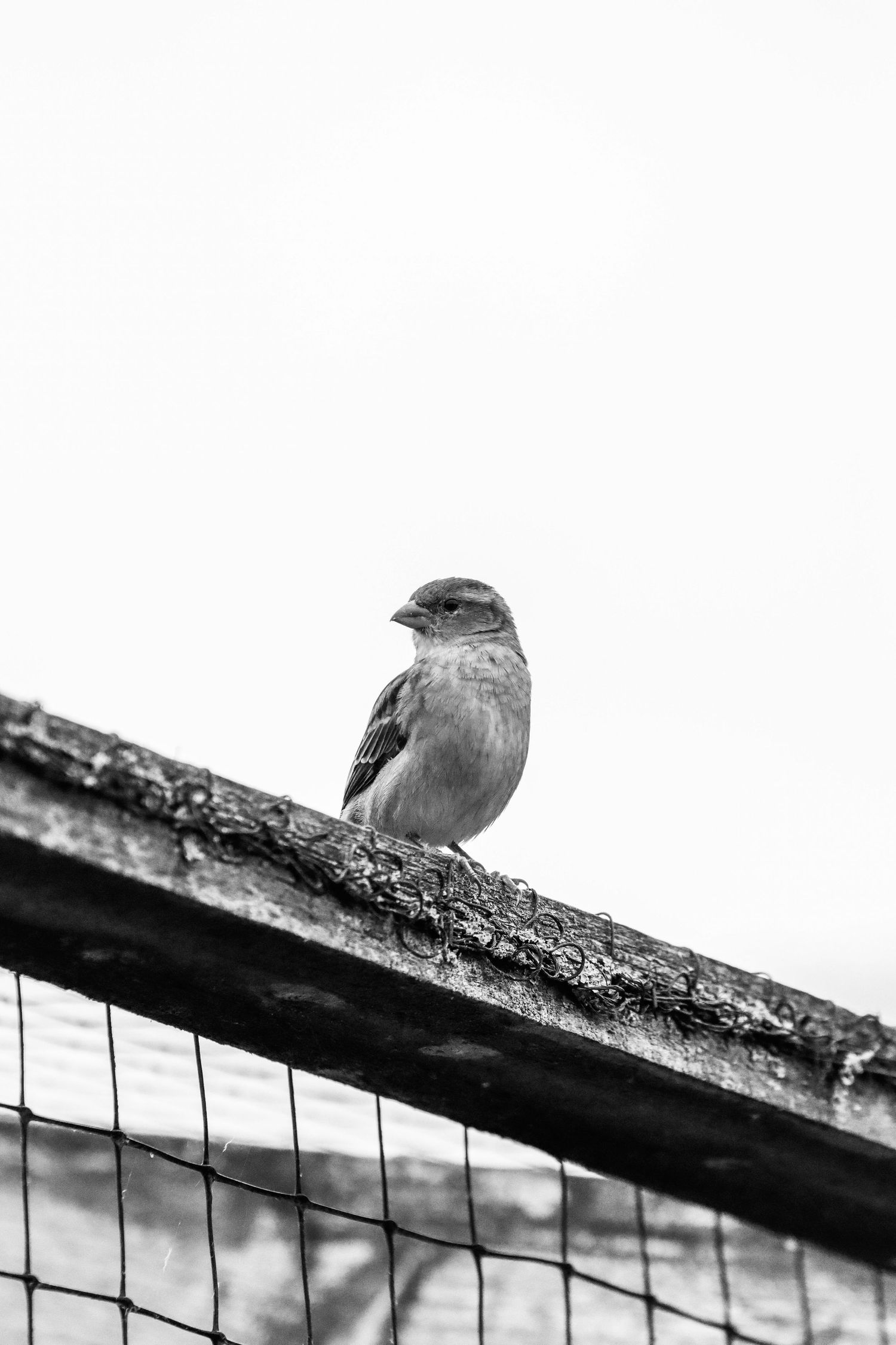 A small sparrow perches on a weathered wooden fence rail in a black and white nature photograph.