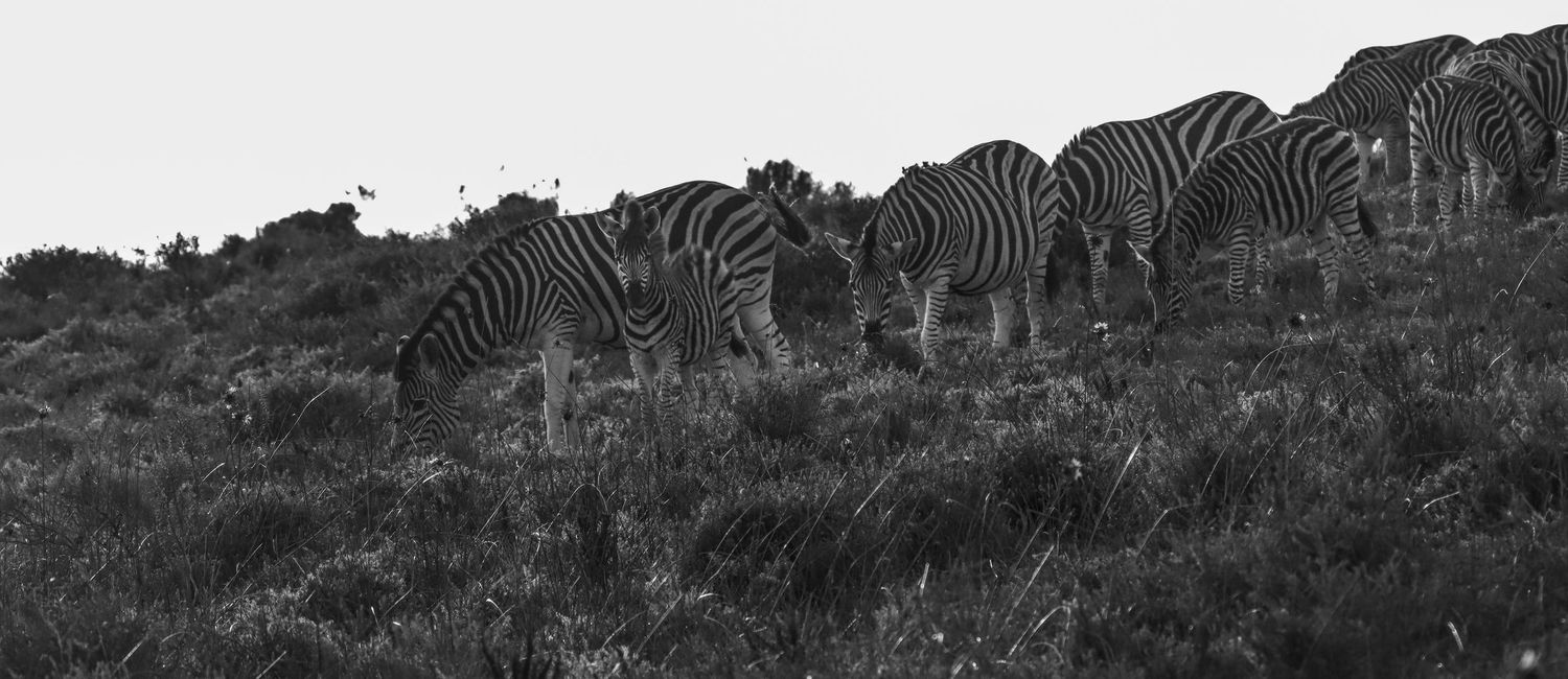 Black and white panoramic image of zebras grazing together on a lush grassy hillside in nature.