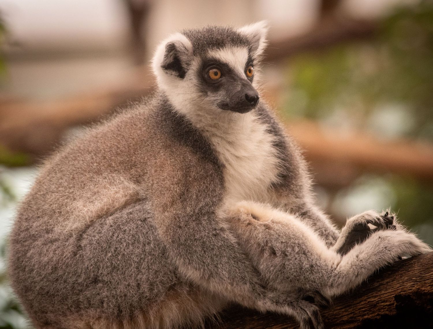 Ring-tailed lemur sitting on a tree branch looking over its shoulder in soft light.