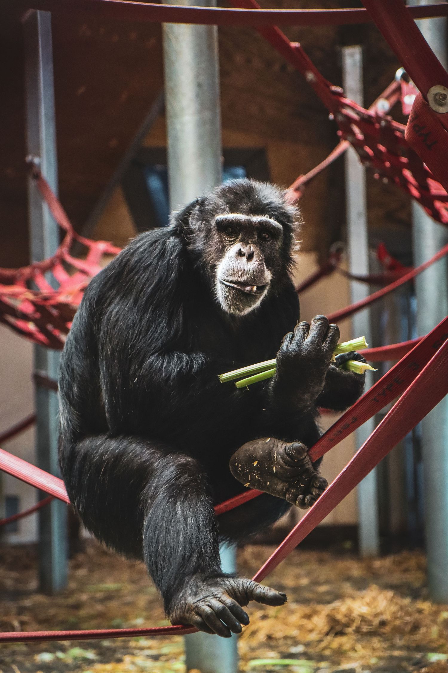 A chimpanzee sitting on red metal bars eating green stalks at a zoo enclosure.
