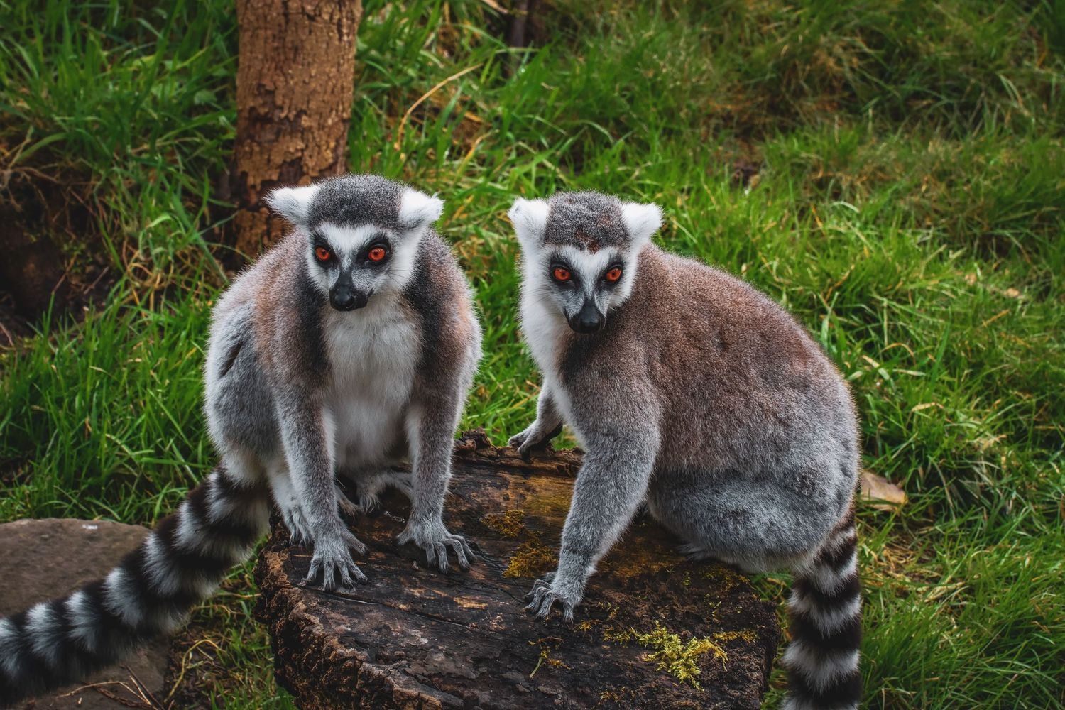 Two ring-tailed lemurs with distinctive striped tails sitting on a log in green grass.