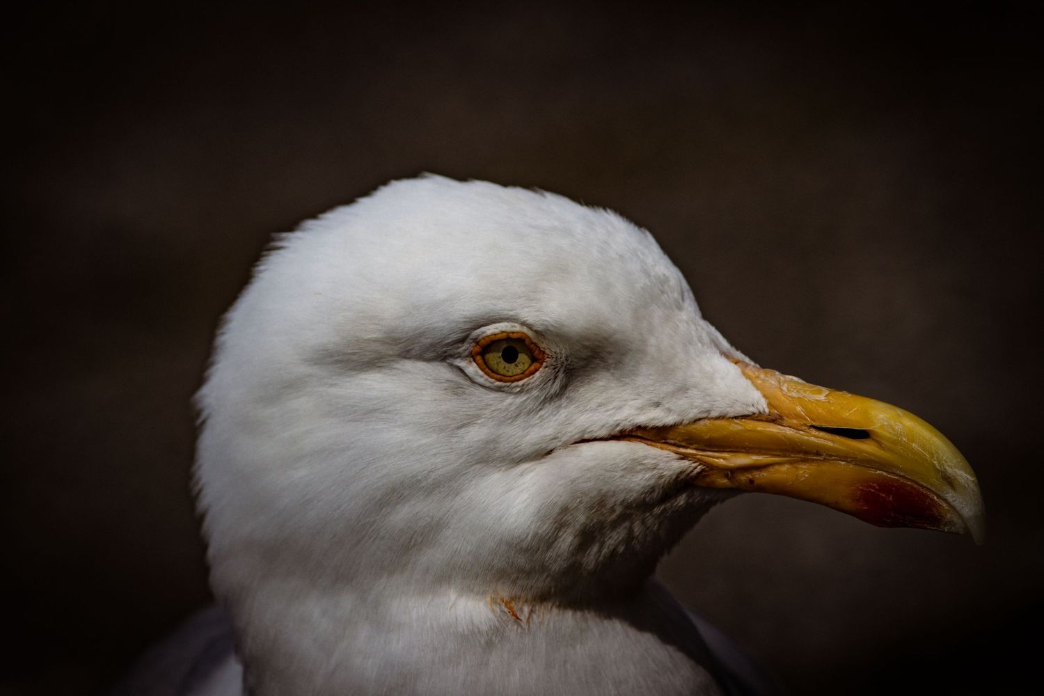Close-up portrait of a herring seagull with striking orange eye and yellow beak against dark background.