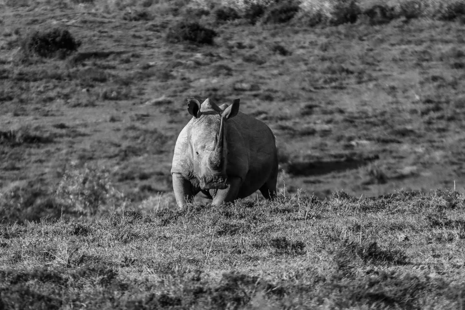 Black and white photo of a lone rhinoceros grazing on an open African savanna.
