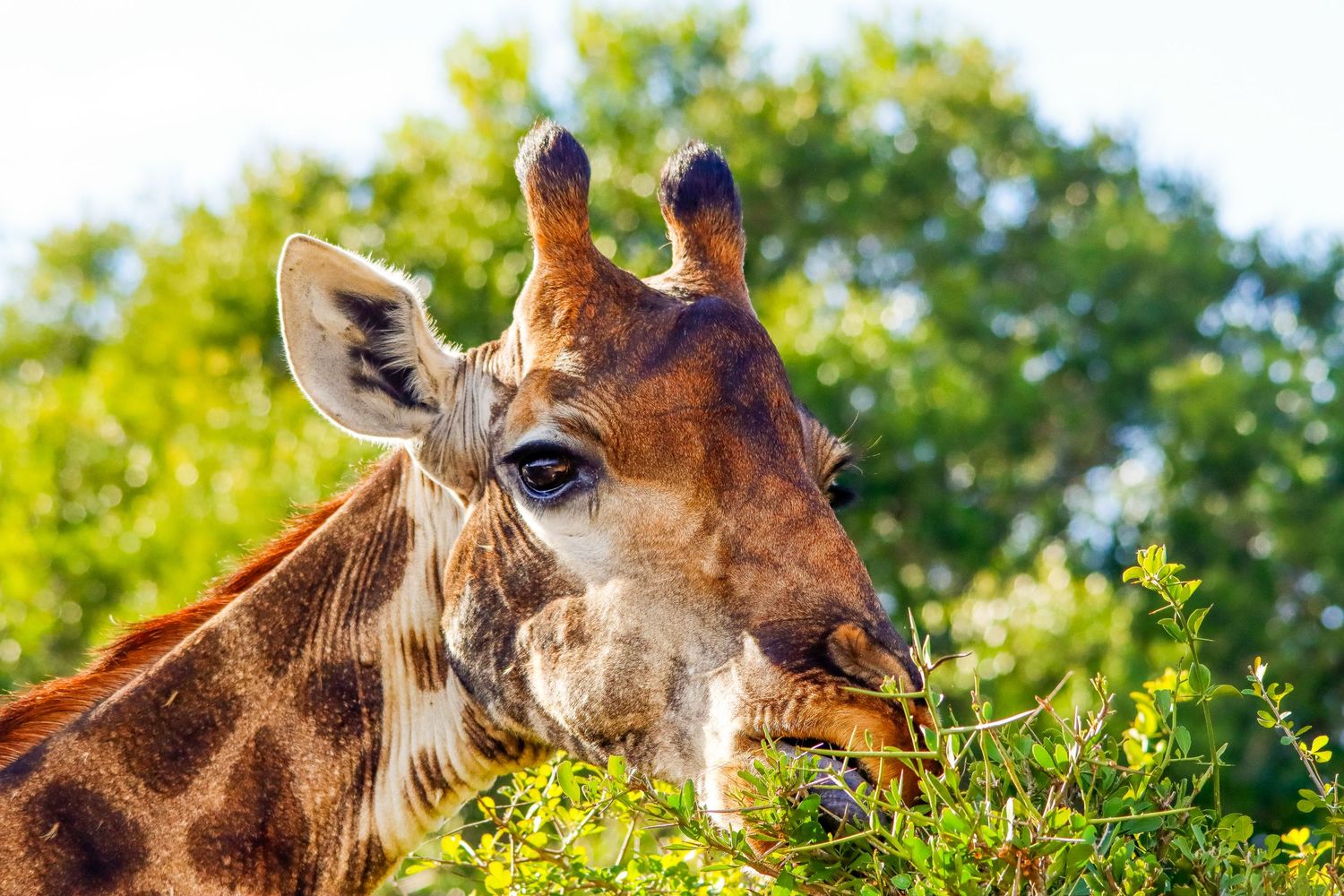 Close-up of a giraffe eating green leaves from a bush on a sunny day.