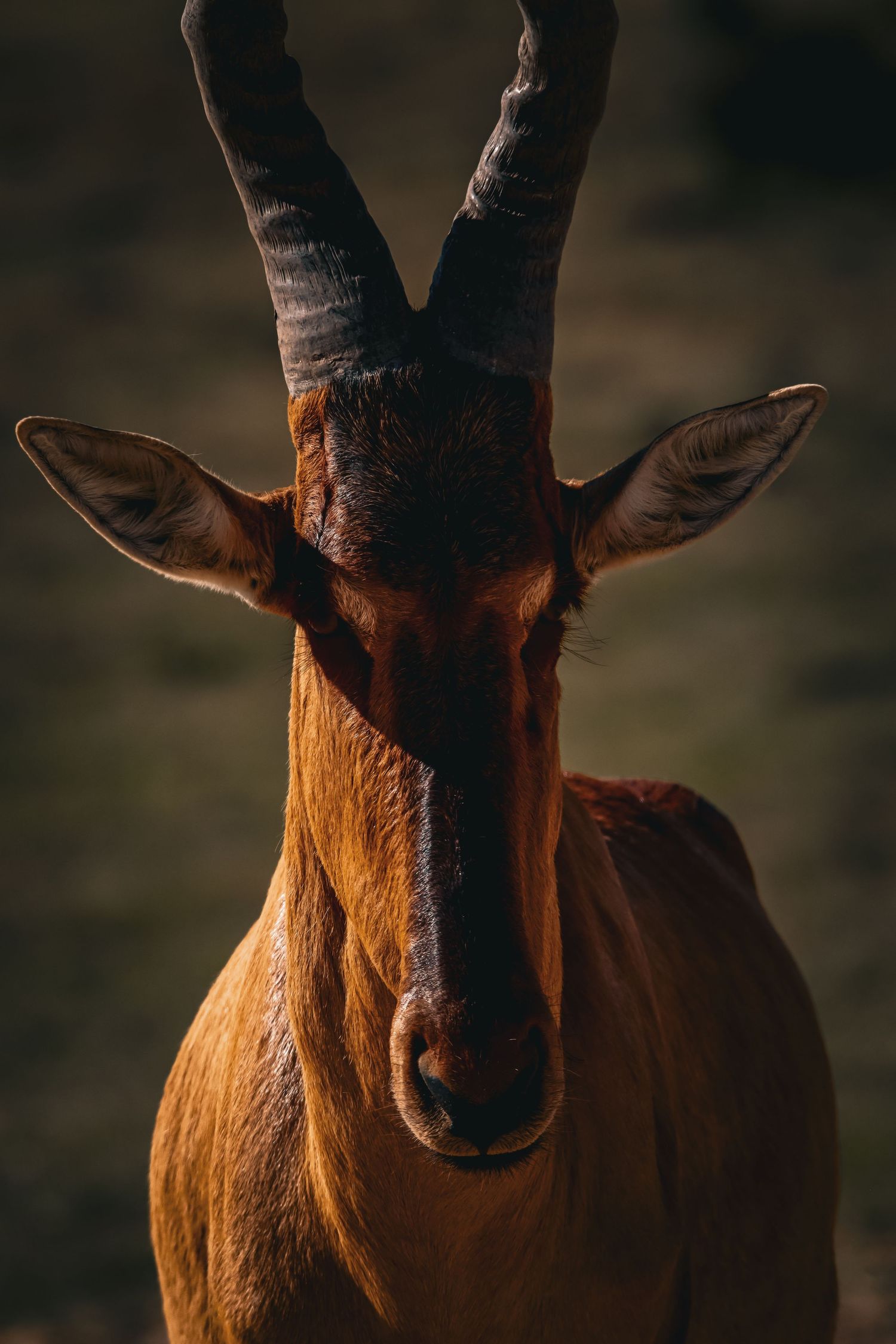 Portrait of a red hartebeest antelope with curved horns in dramatic moody lighting.