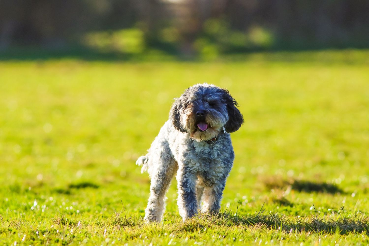 A fluffy grey and white Lagotto Romagnolo dog runs on a sunny green grass field.