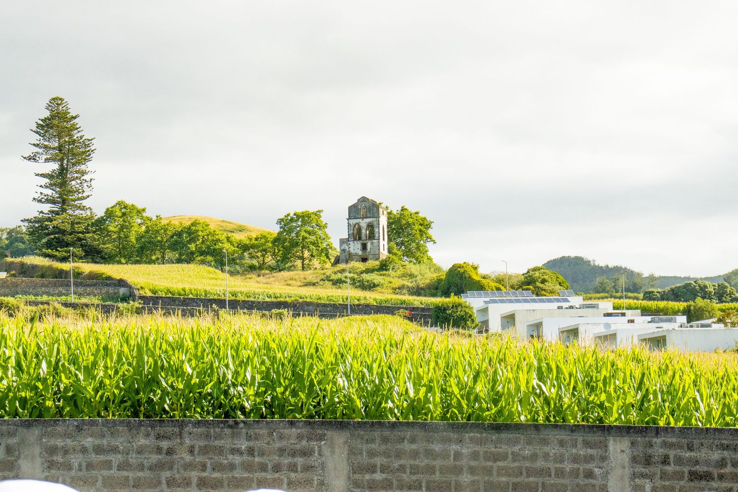 Lush green cornfield with a historic stone tower ruin on a hillside under cloudy skies.