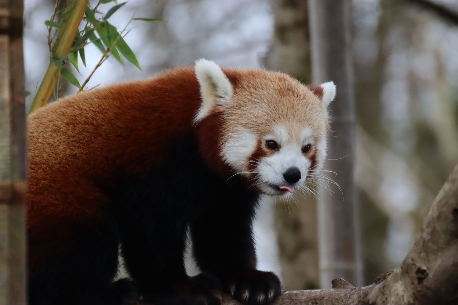 A red panda walking along a tree branch near bamboo leaves.