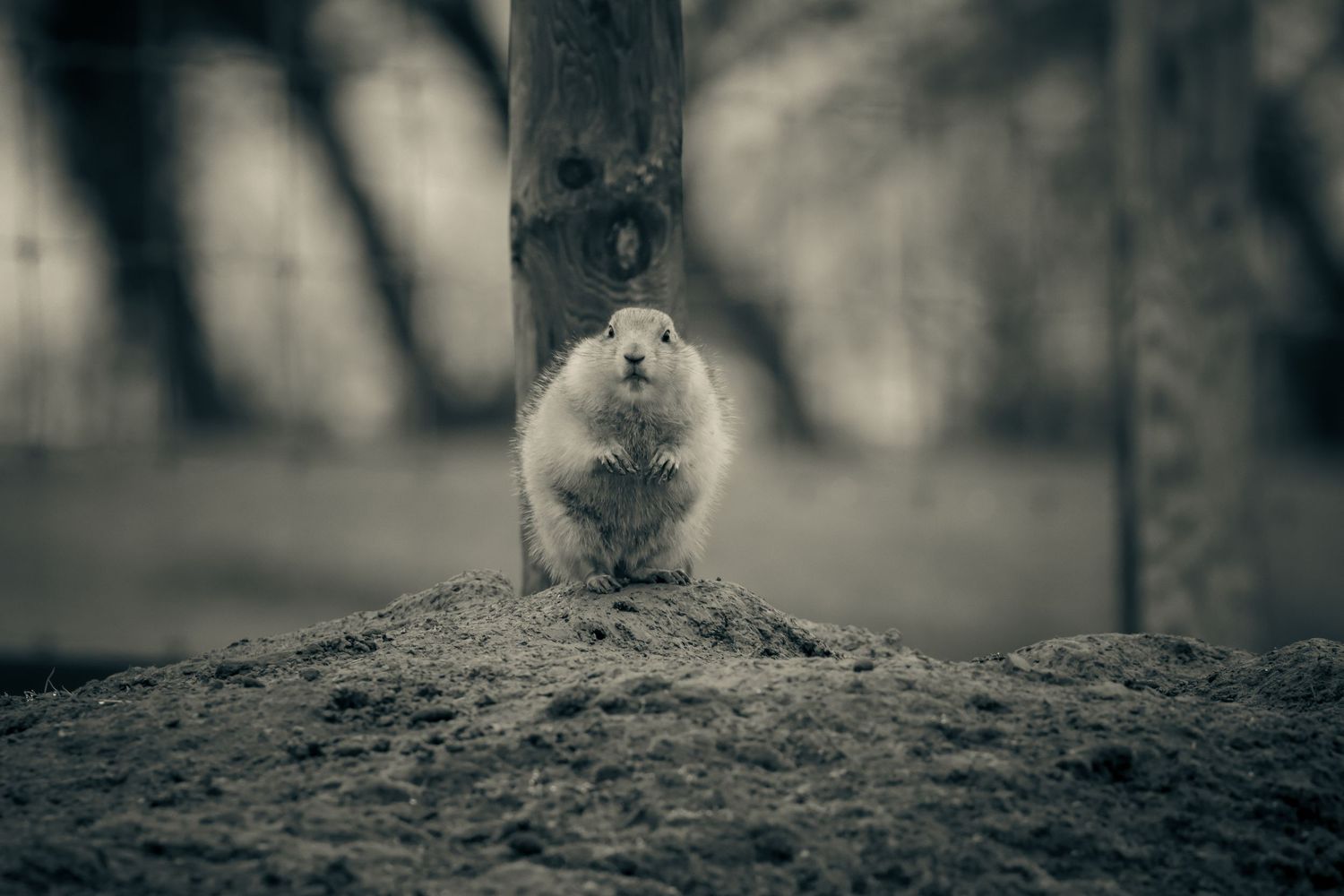 A black and white photo of a prairie dog sitting by a tree trunk.
