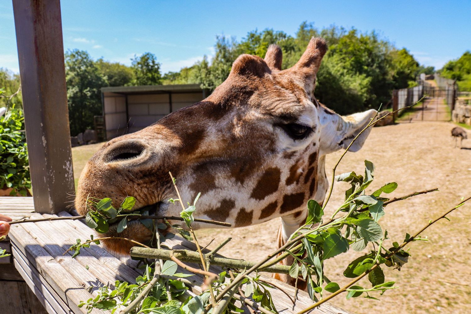 A giraffe reaches down to eat fresh green leafy branches at an outdoor zoo enclosure on a sunny day.