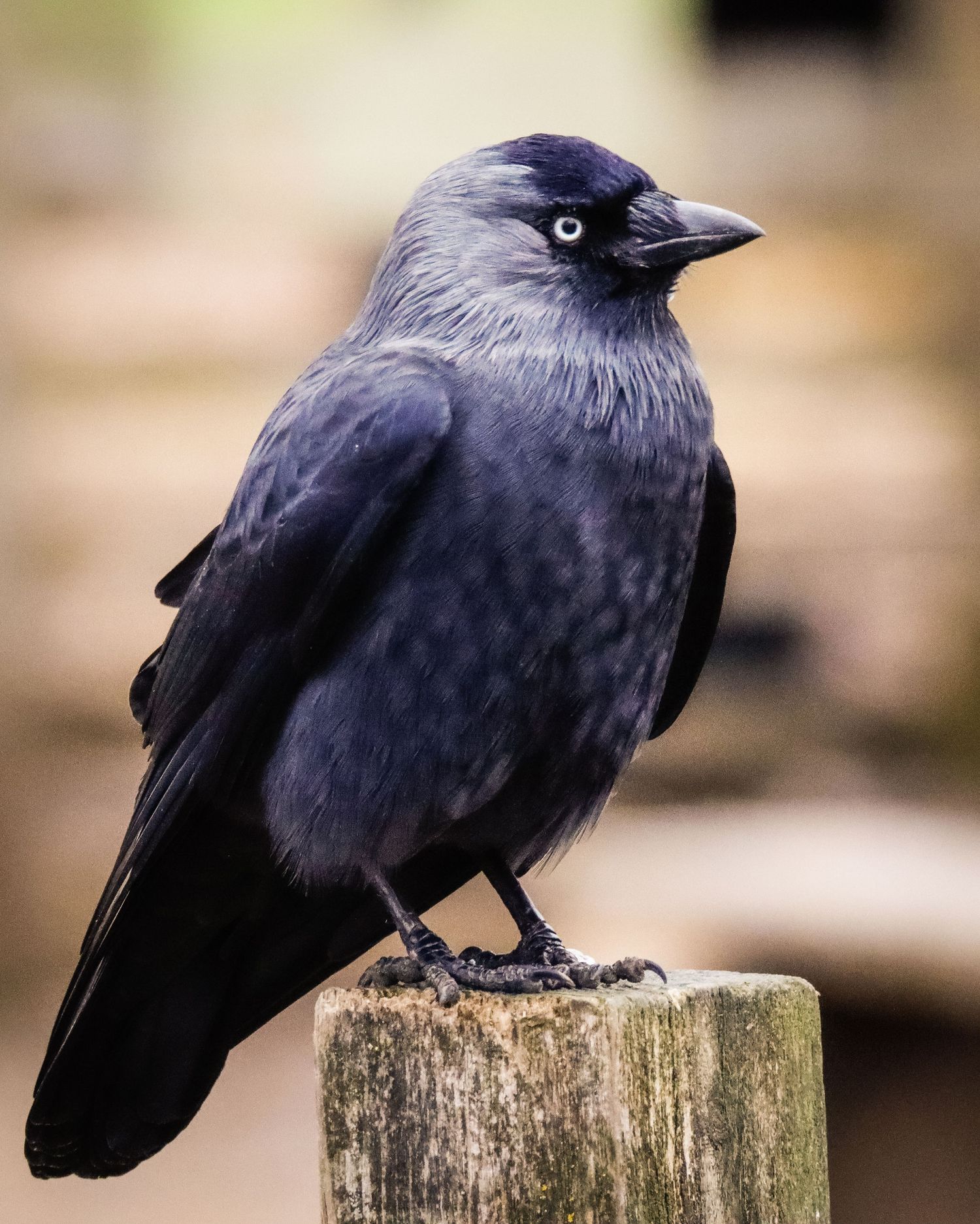 Jackdaw bird perched on a wooden post outdoors.