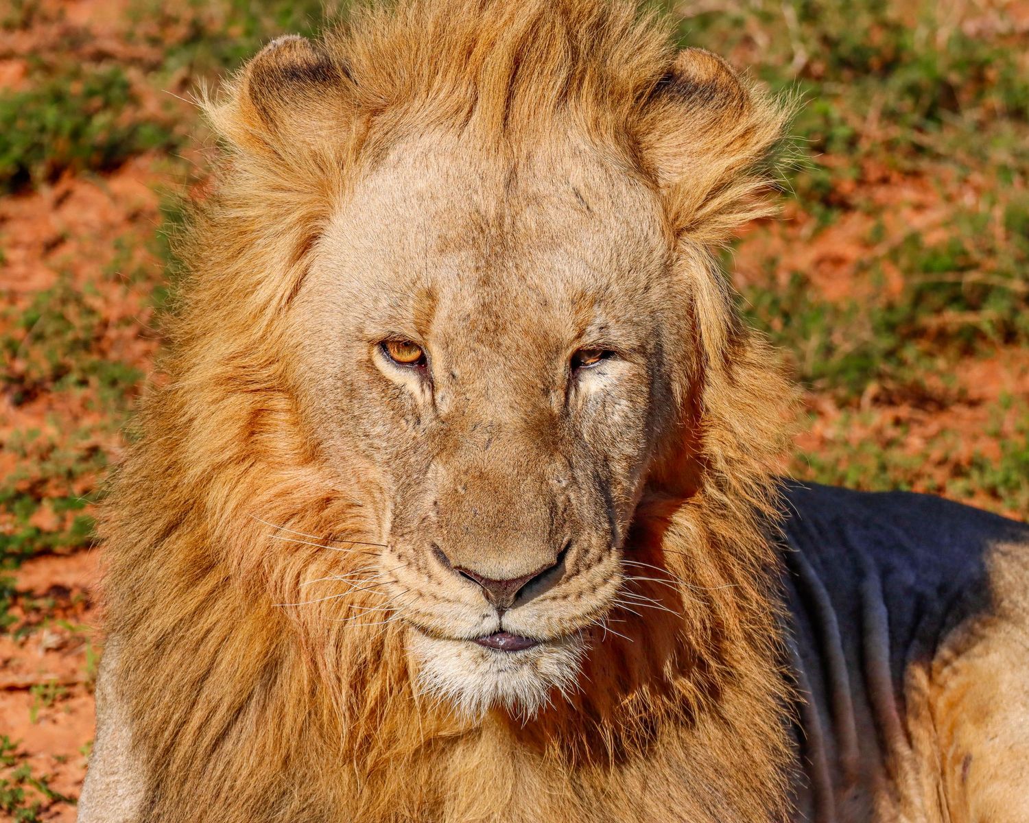 A male lion with a full mane resting on red African soil in warm sunlight.