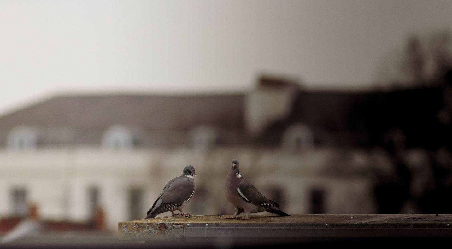 Two pigeons facing each other on wooden ledge with blurred buildings behind.