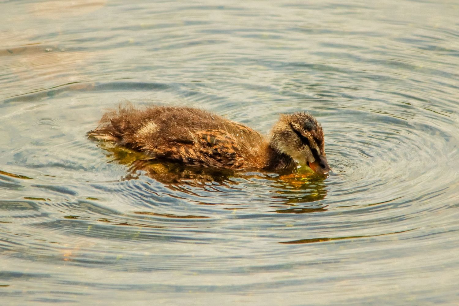 A fluffy brown duckling swimming alone in calm rippling water with golden reflections.