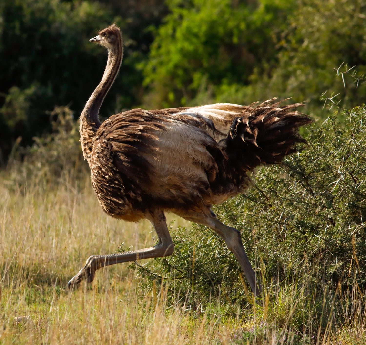A large ostrich running through dry grassland with green shrubs in the background.