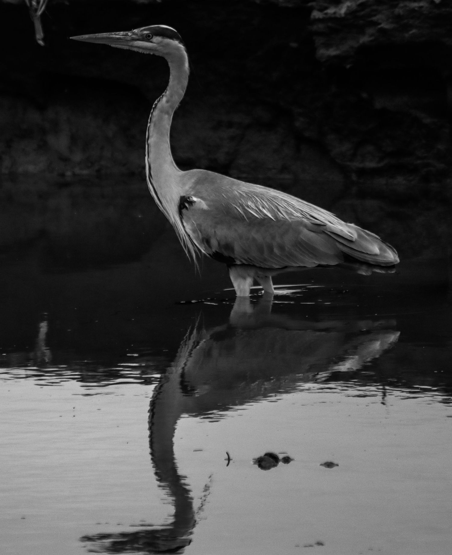 A great blue heron stands in still water with its perfect reflection visible in this black and white photo.