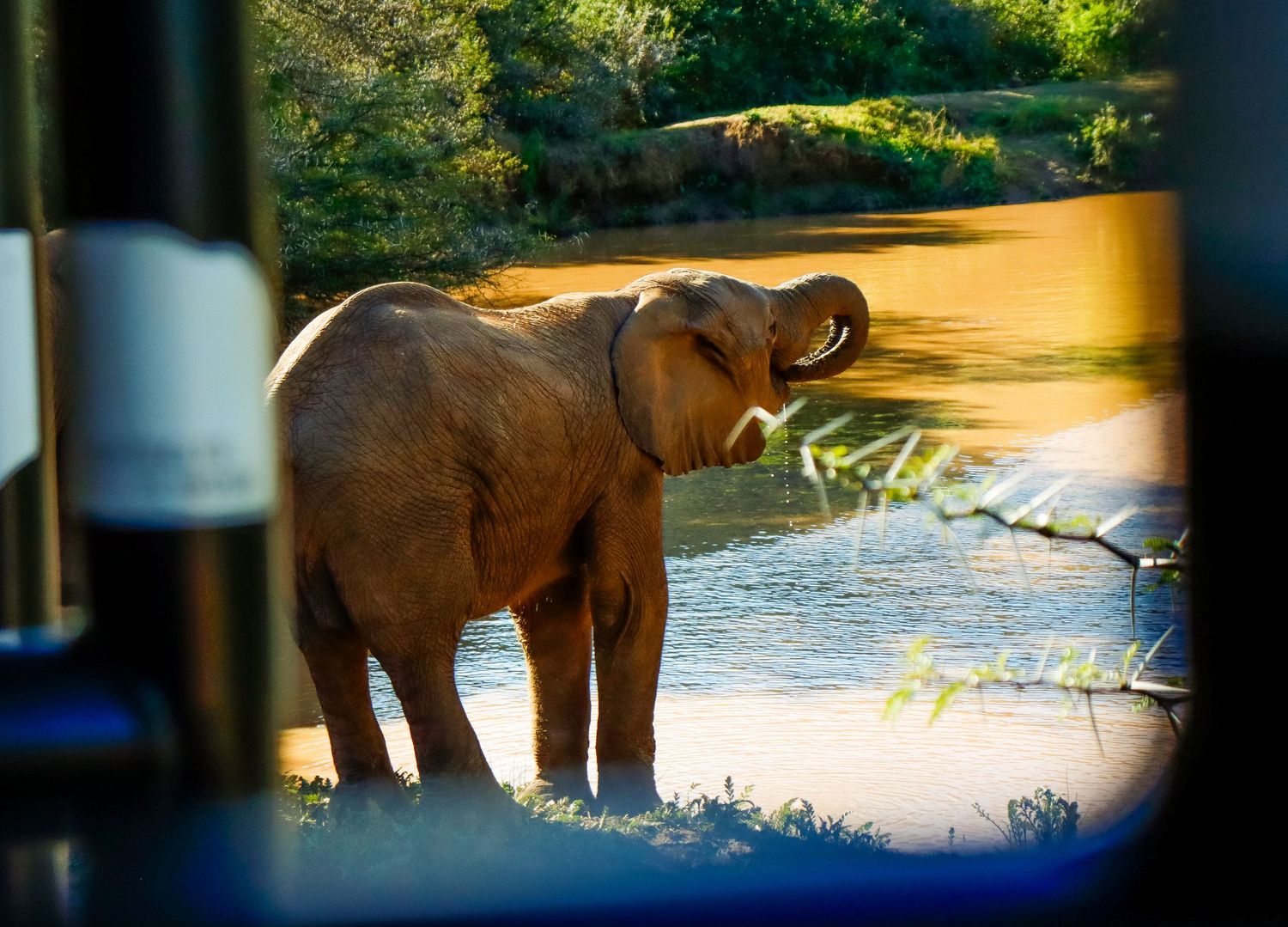 An elephant drinking water from a river, photographed through a vehicle window on safari.