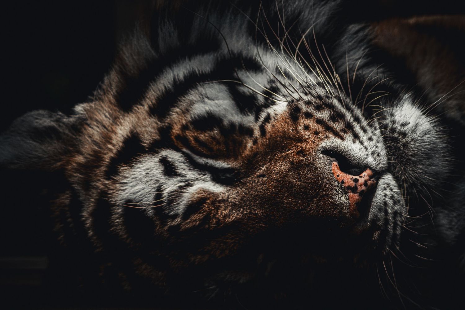 A dramatic dark close-up of a sleeping tiger's face and stripes.