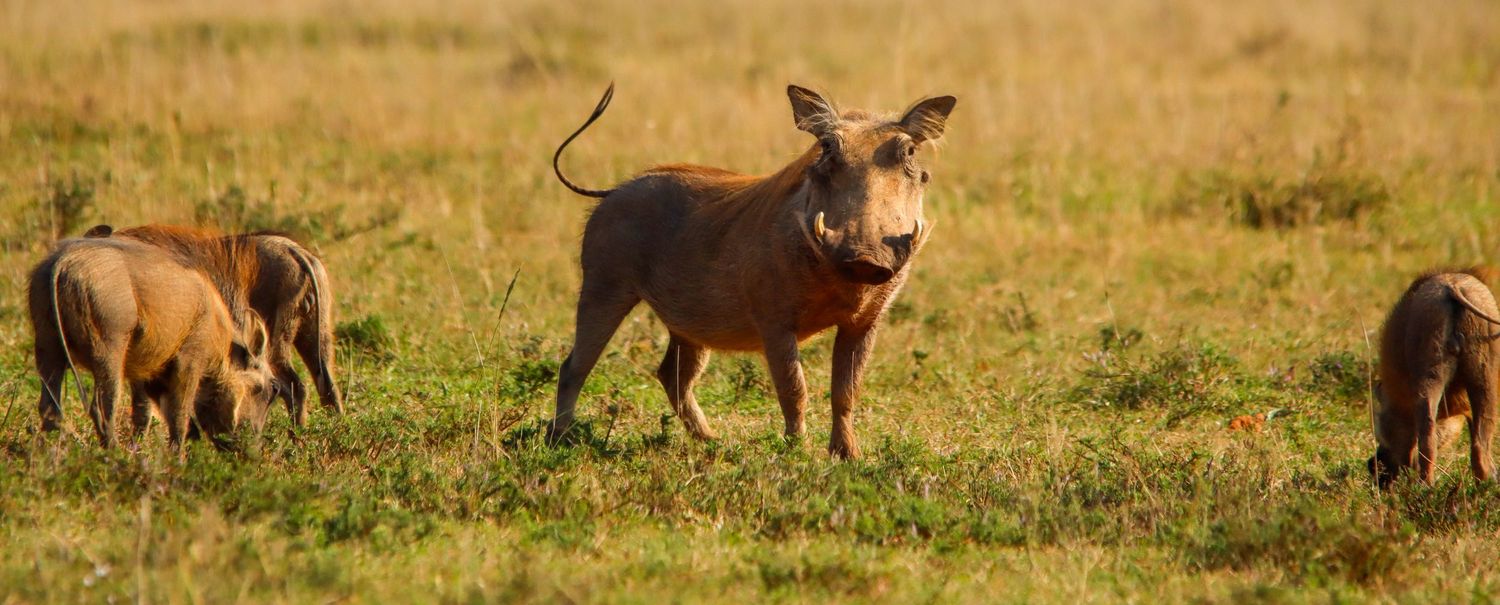 A warthog stands alert in a grassy savanna while two smaller warthogs graze nearby.