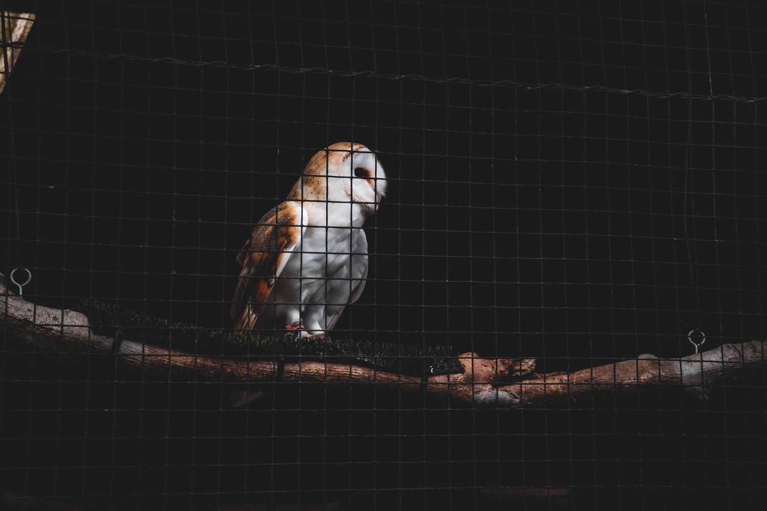A barn owl perched on a branch inside a dark wire mesh cage.