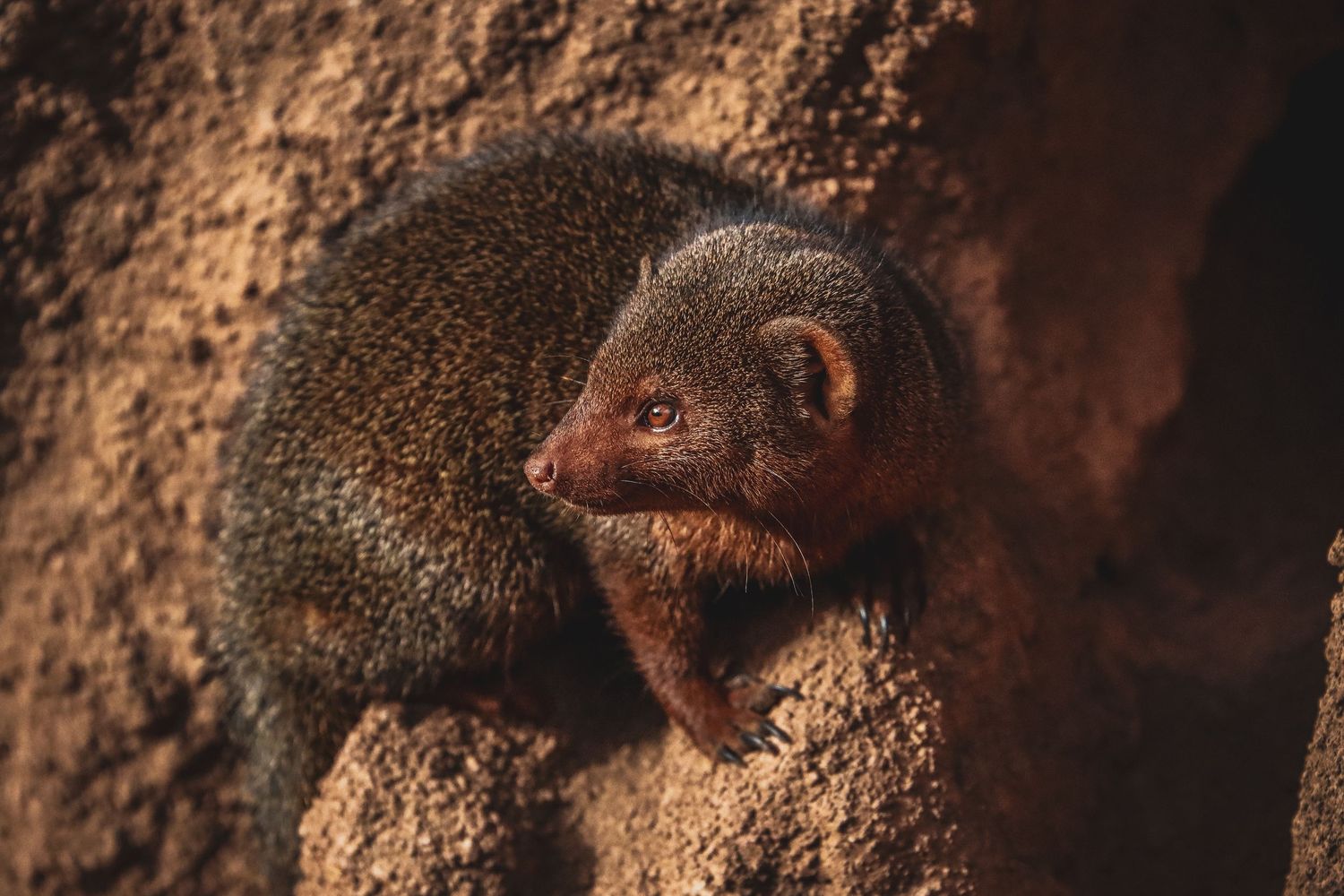 A mongoose perched on a rocky surface in warm golden light, looking downward.
