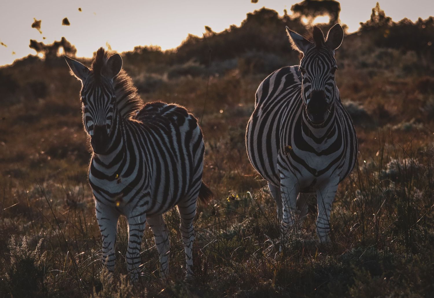 Two zebras standing in golden savanna grassland at sunset with rocky hills in the background.