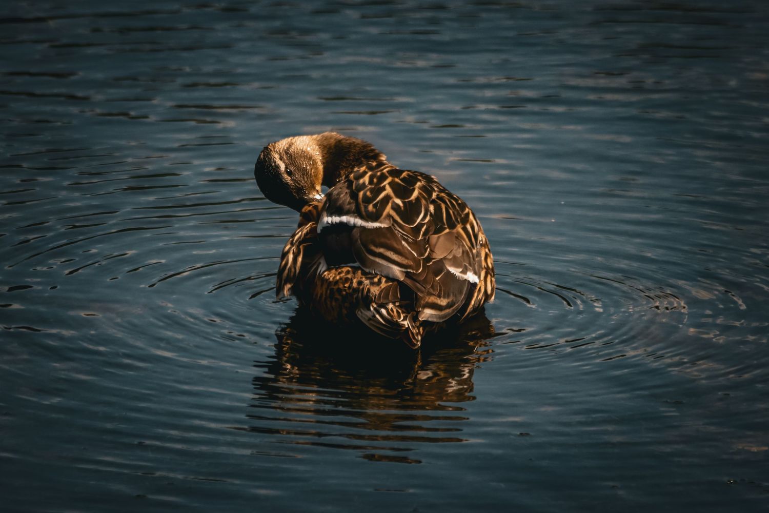 A mallard duck preening its feathers while floating on calm rippling water.