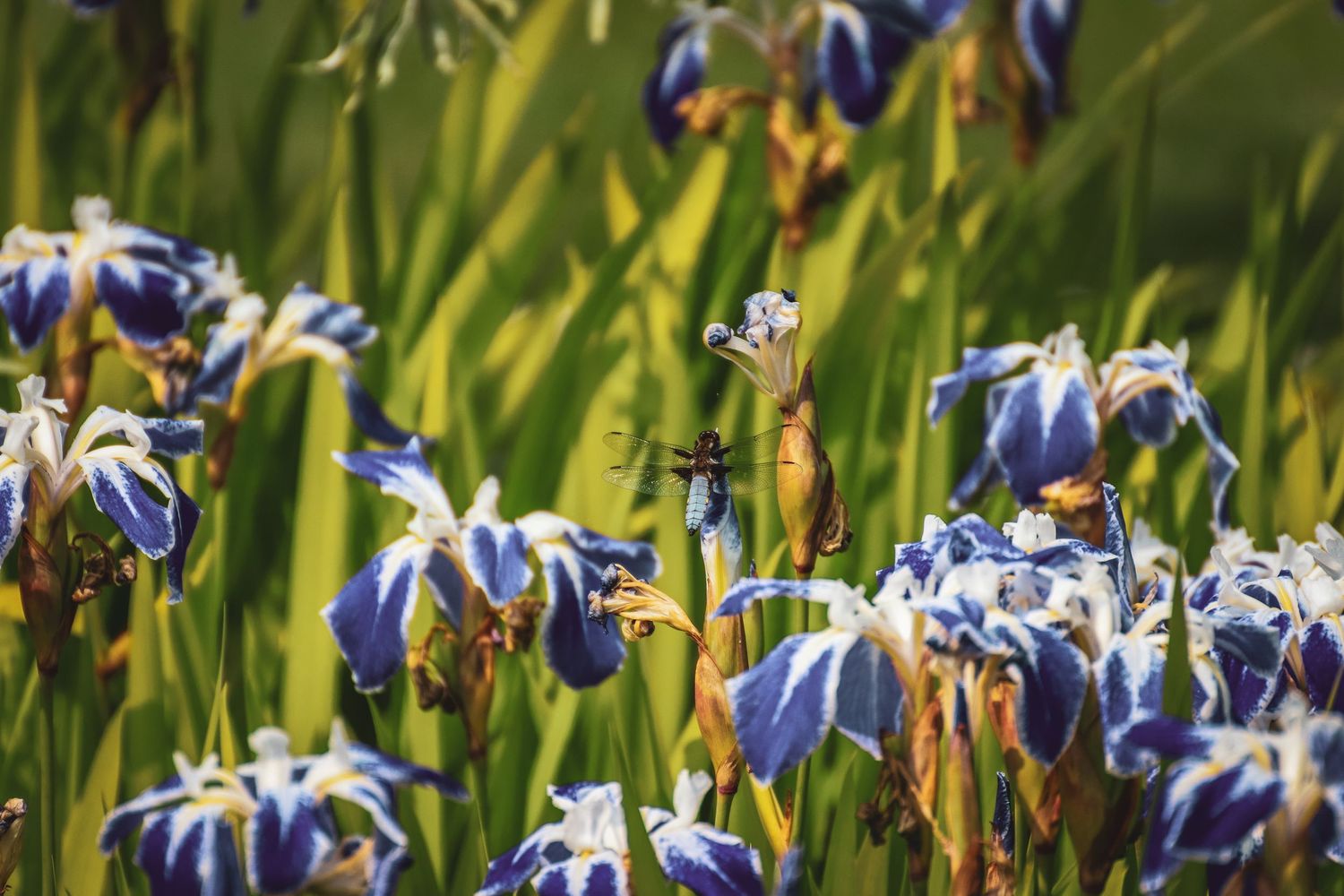 Blue iris flowers blooming in a sunny garden with an insect in flight among the blossoms.