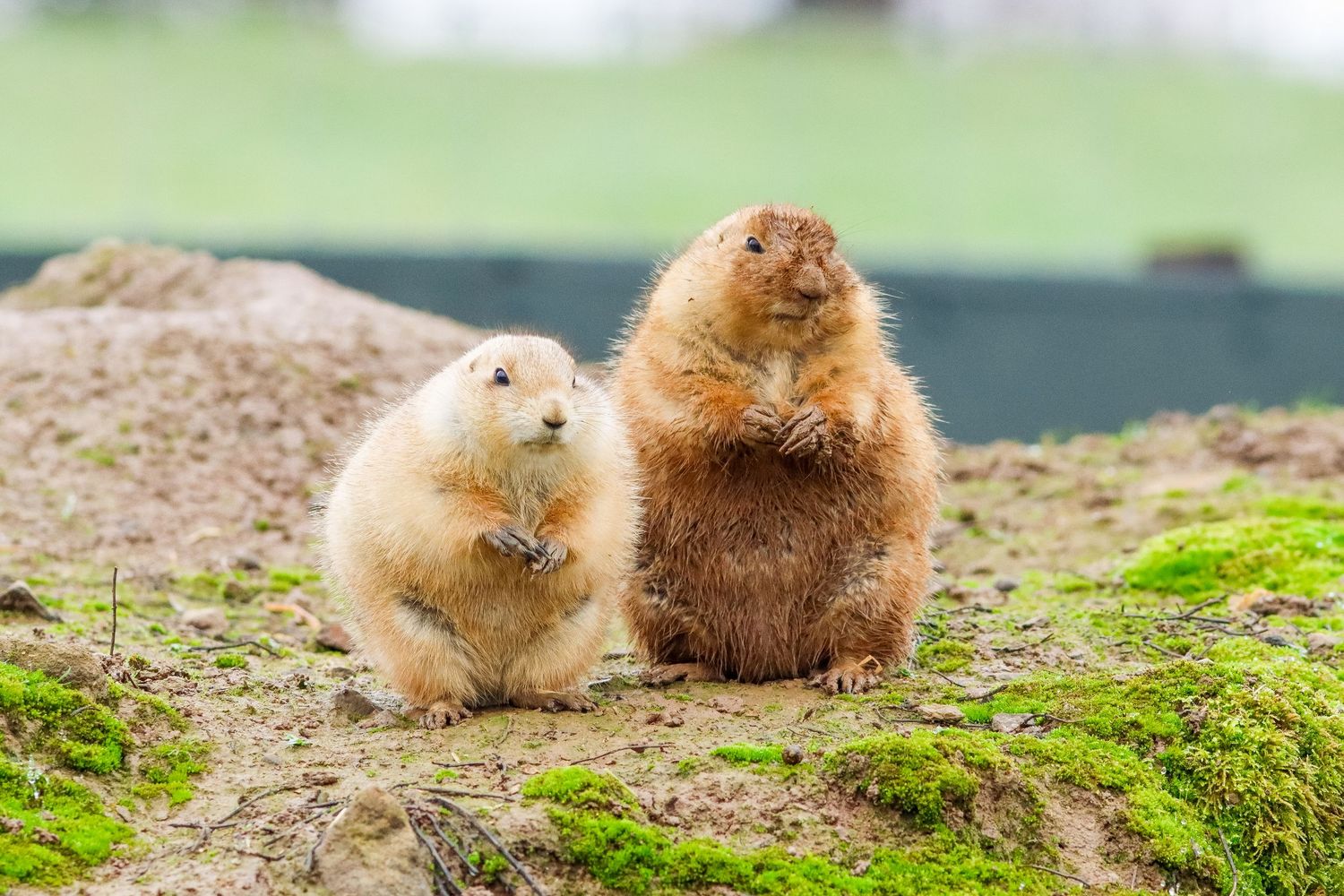 Two prairie dogs standing on mossy ground, one brown and one white, in a natural outdoor habitat.