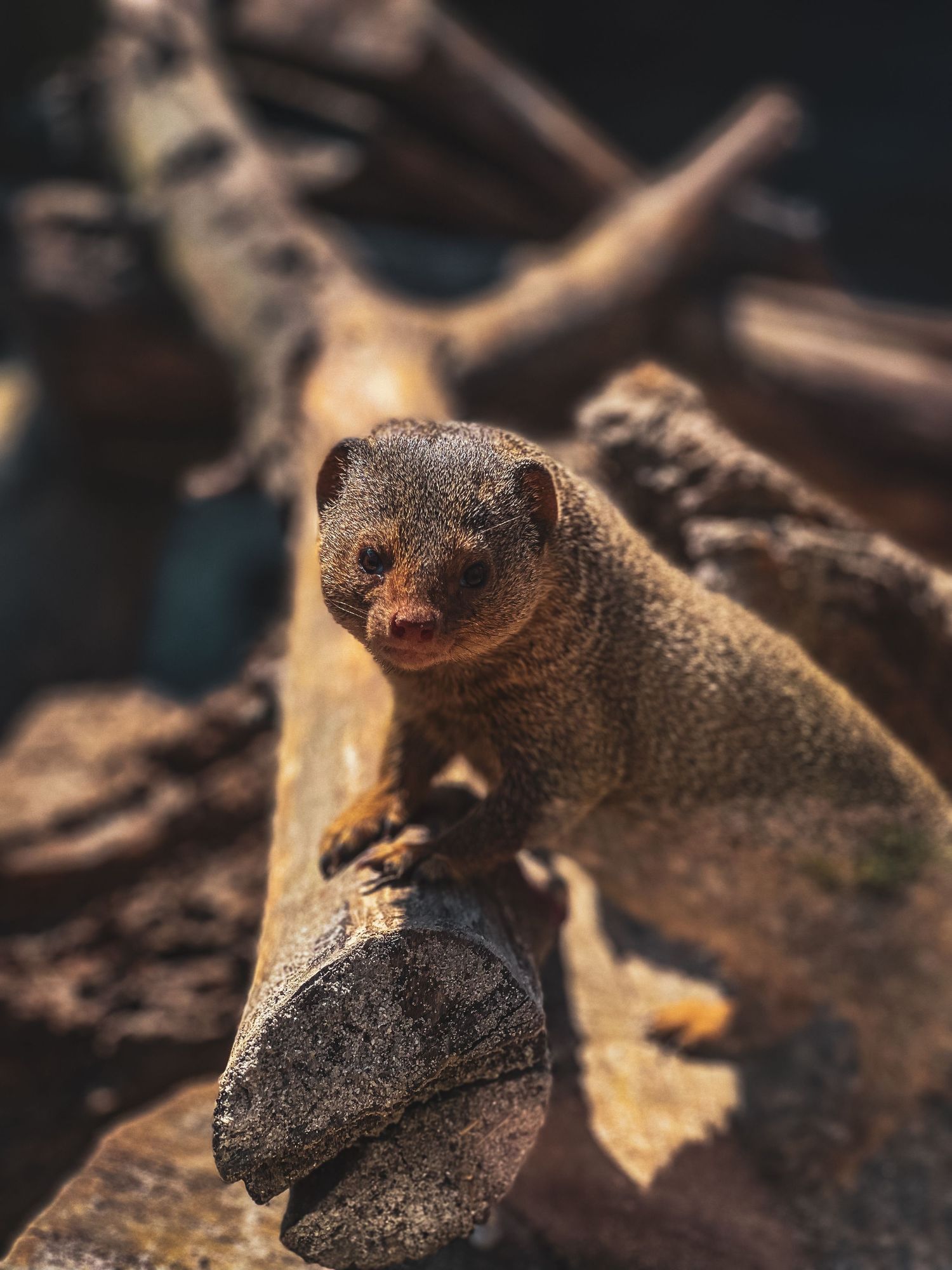 A close-up of a dwarf mongoose sitting on a rock with blurred wooden logs in background.