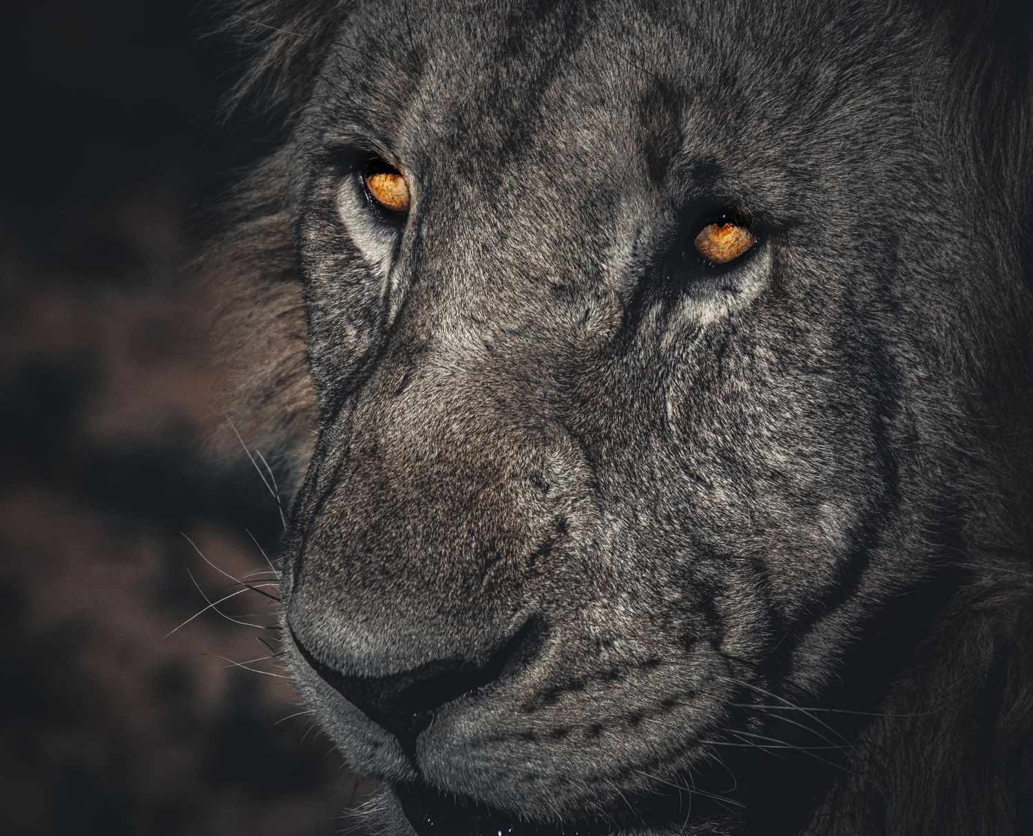 A moody close-up of a lion's face with glowing amber eyes in darkness.