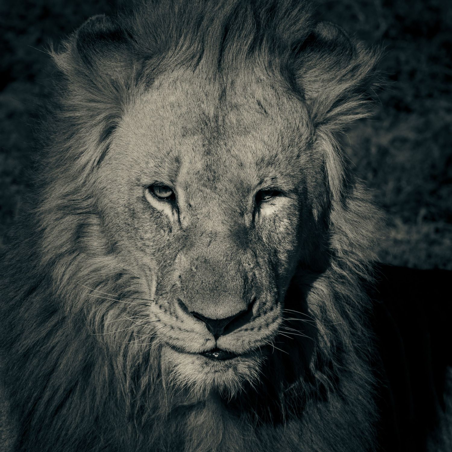 Dramatic black and white close-up portrait of a majestic male lion with a full mane.