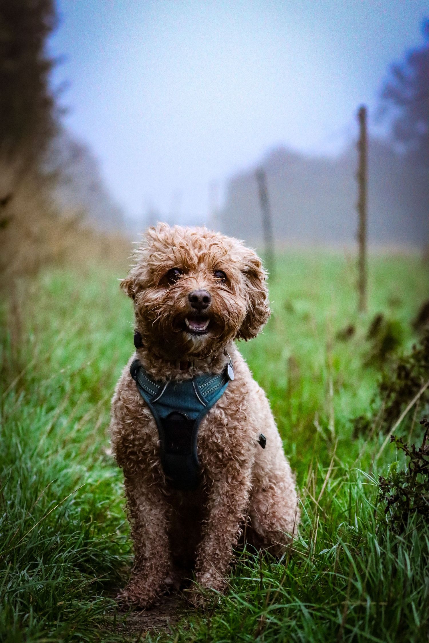 An adorable curly brown Cockapoo wearing a blue harness sits on a grassy path on a misty morning.