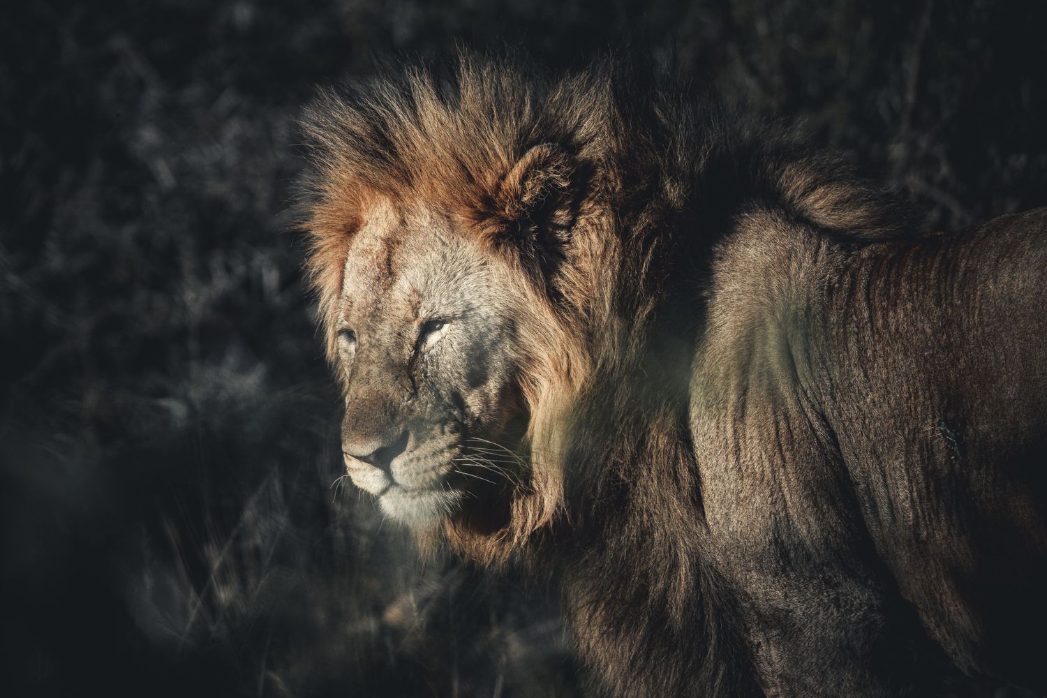 A dramatic dark portrait of a male lion with a flowing mane.