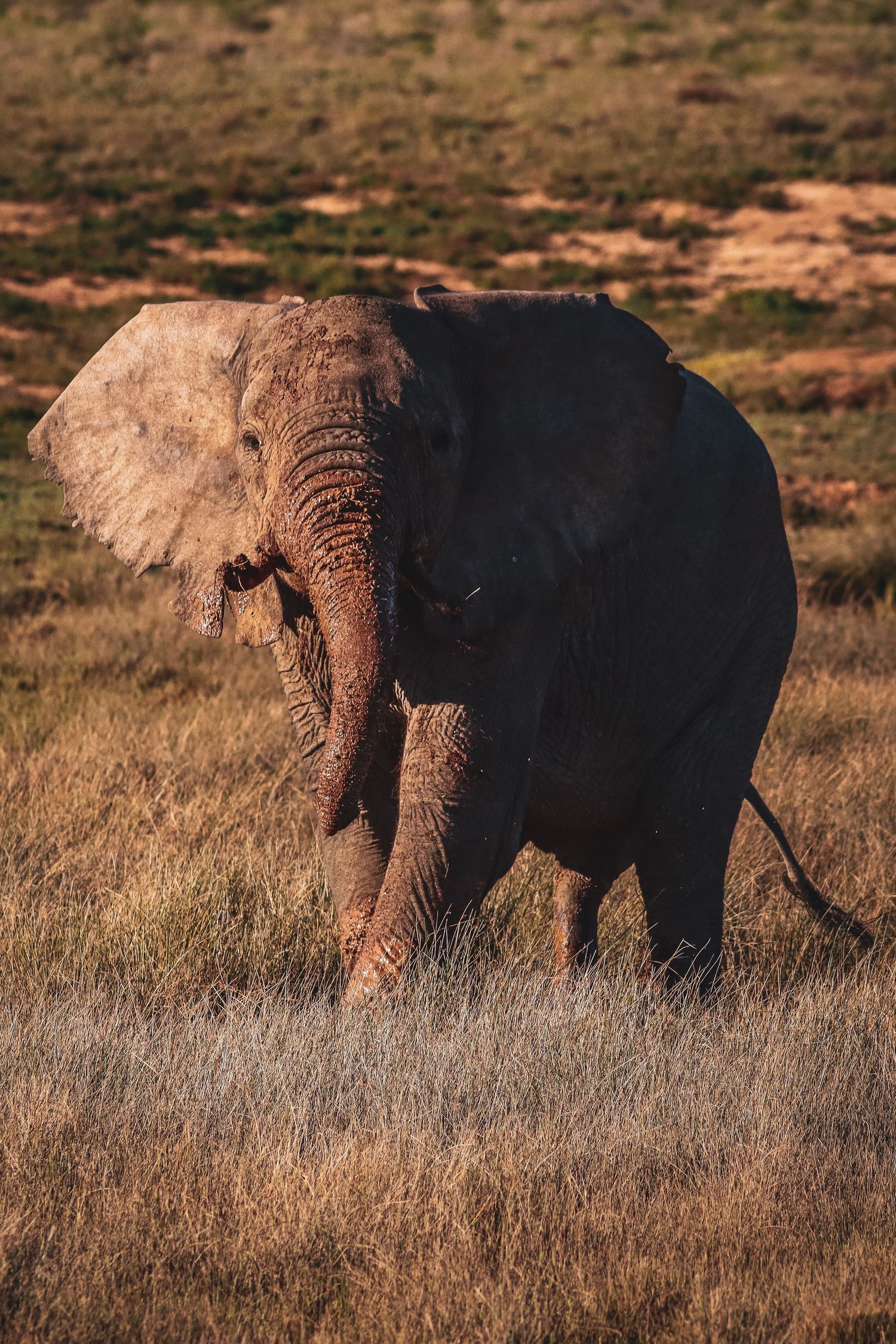 African elephant with flapping ears walking through dry golden grassland savanna at golden hour.