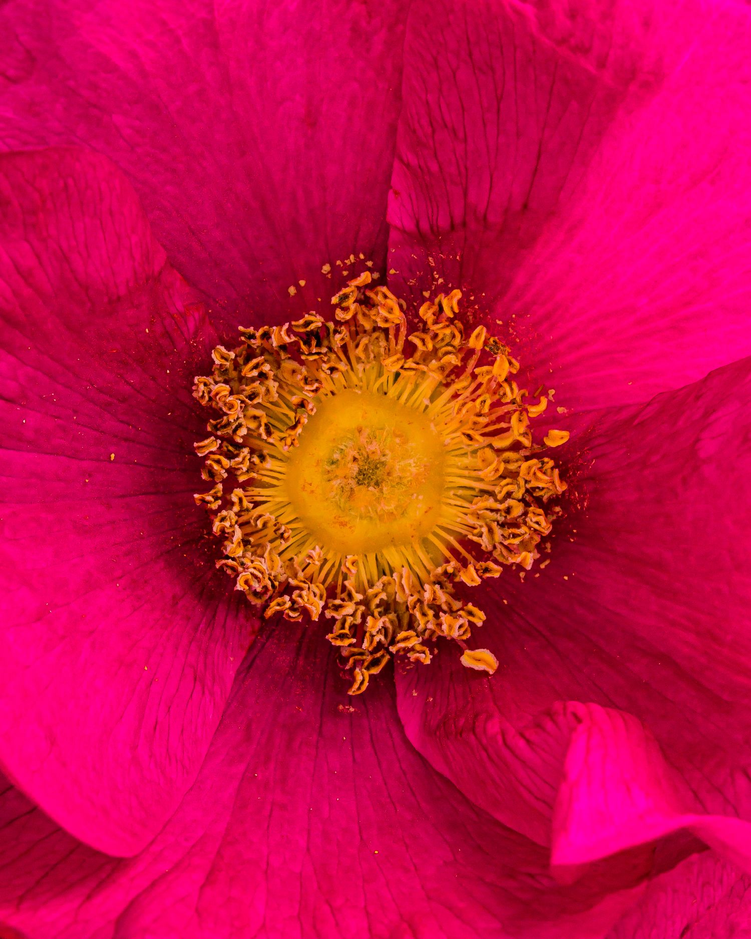 Rose flower macro photography - food and drink photography - Nancy Anne - creative commercial food photographer