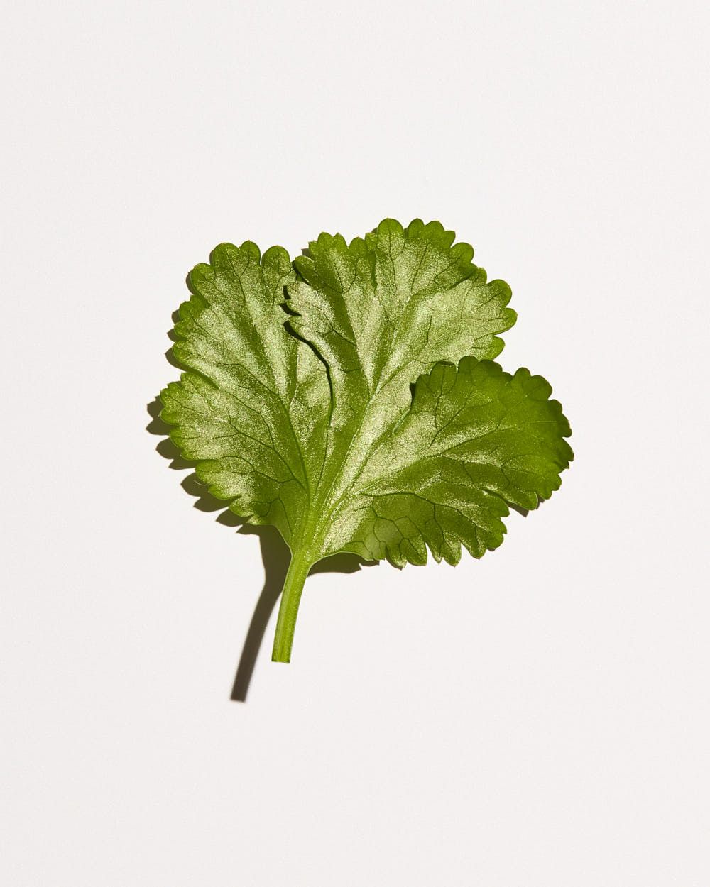 Single fresh coriander or cilantro leaf