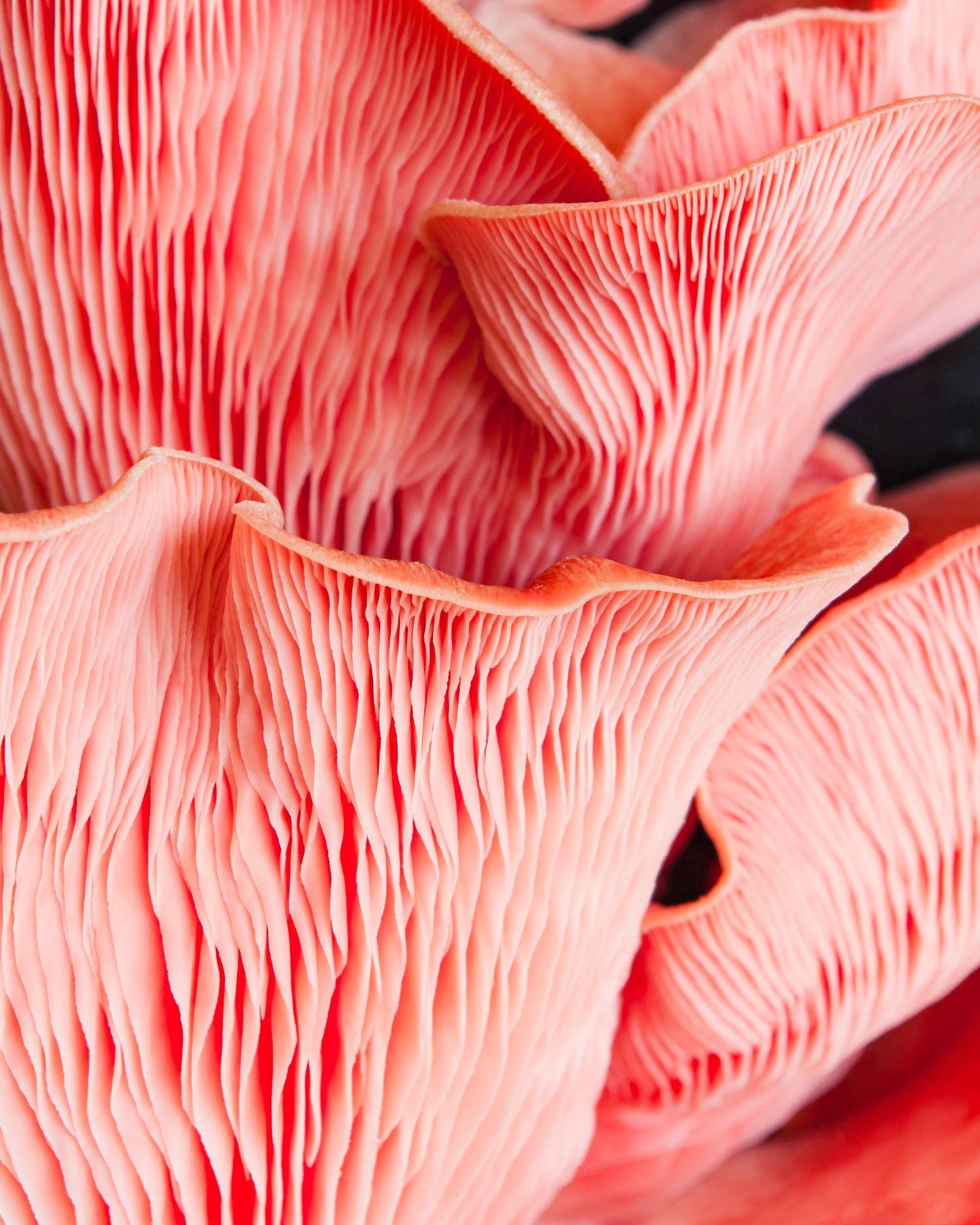 Pink oyster mushroom macro still life photography - food and drink photography - Nancy Anne - creative commercial food photographer
