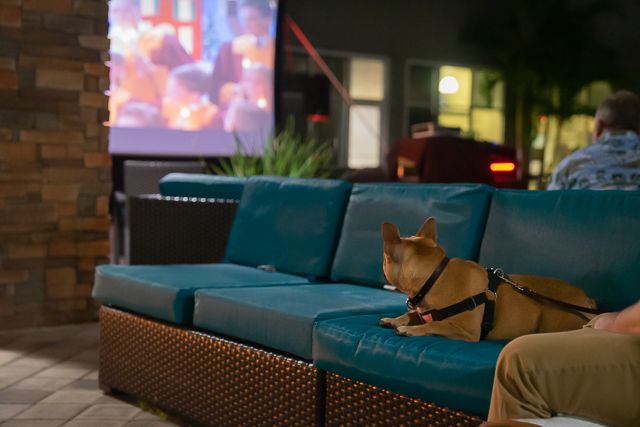 A German Shepherd dog lounges on a teal couch while watching TV in a dimly lit living room.