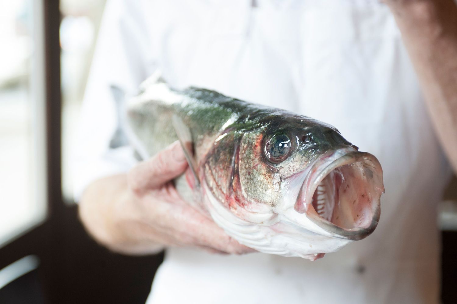 Chef holding a fresh whole raw bass fish with open mouth, showcasing seafood quality in a professional kitchen.
